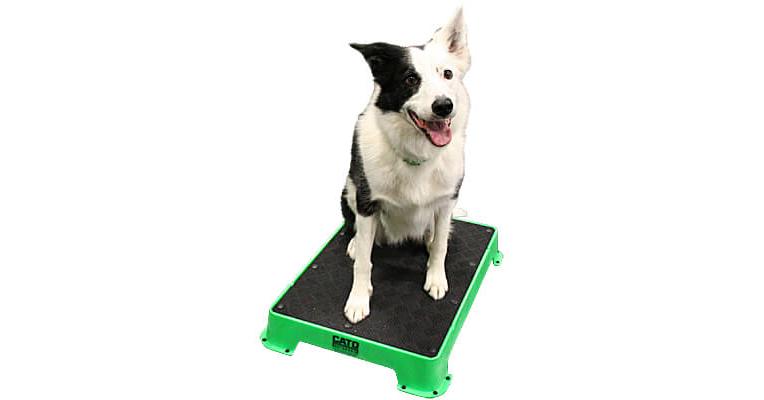 Cato Board Training Platform - Rubber Surface - Clean Run